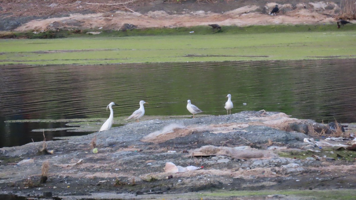 Slender-billed Gull - ML635955102