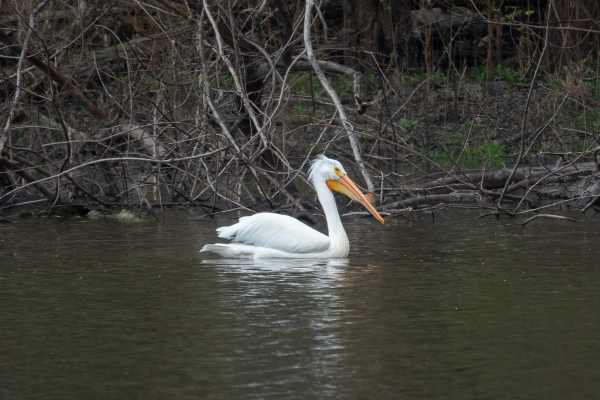 American White Pelican - ML635955128