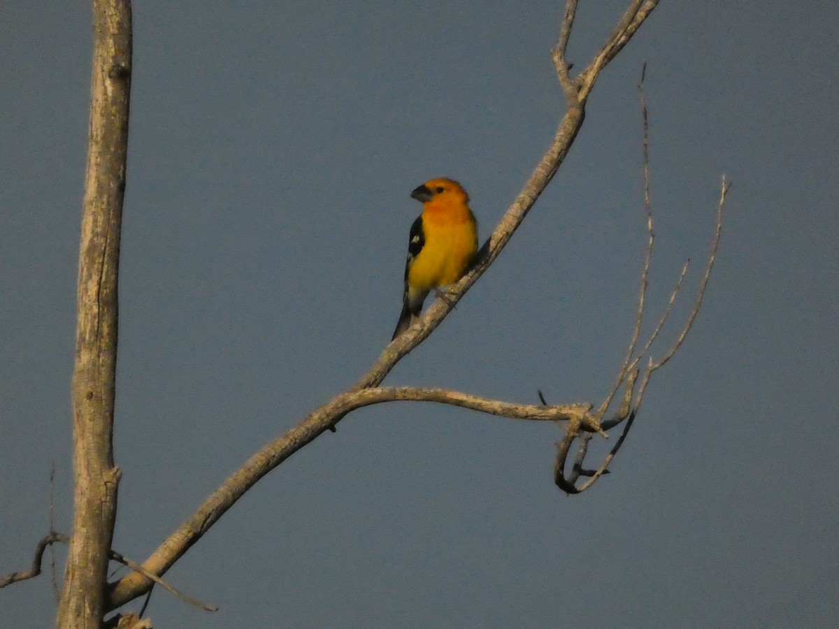 Yellow Grosbeak - ML635955137