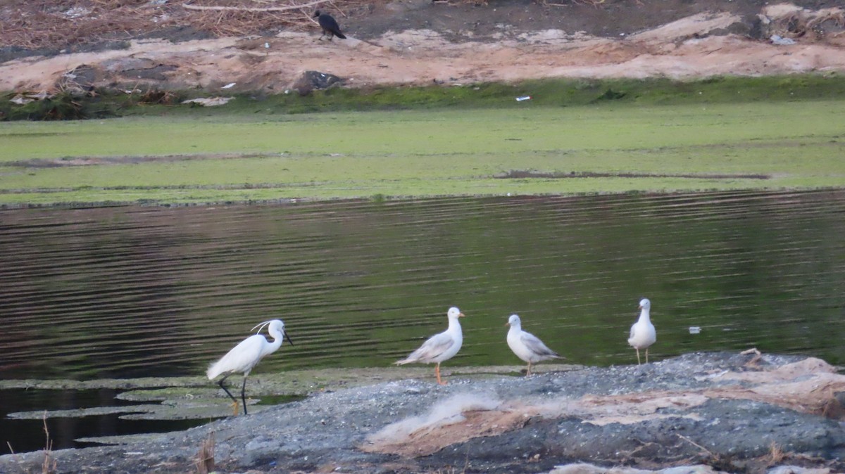 Little Egret - ML635955151
