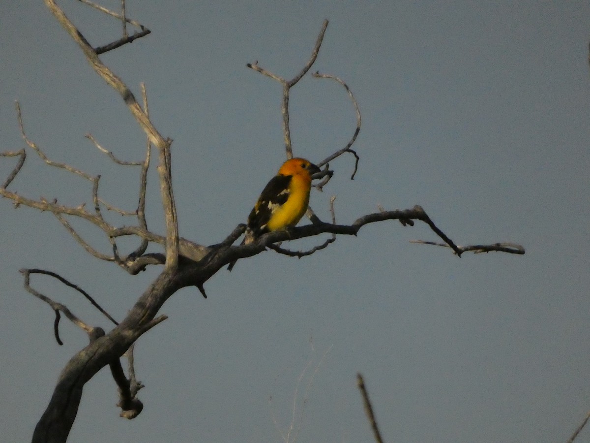 Yellow Grosbeak - ML635955155