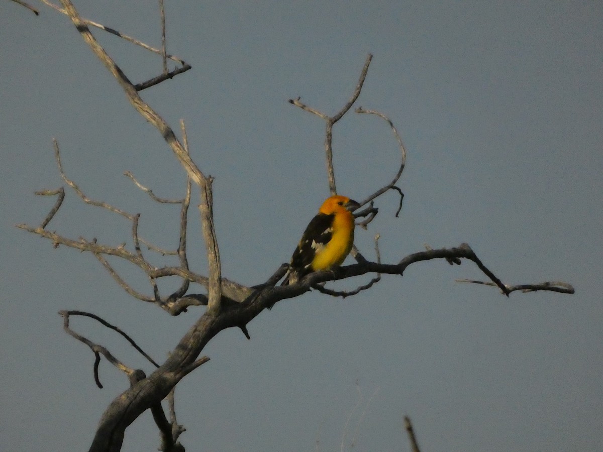 Yellow Grosbeak - ML635955170