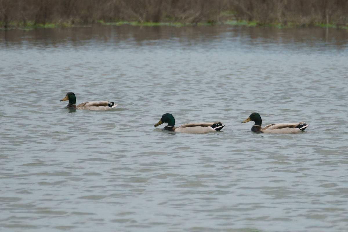 Mallard - ML635955183