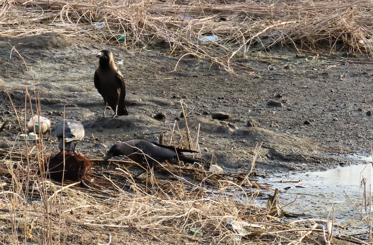 House Crow - ML635955265