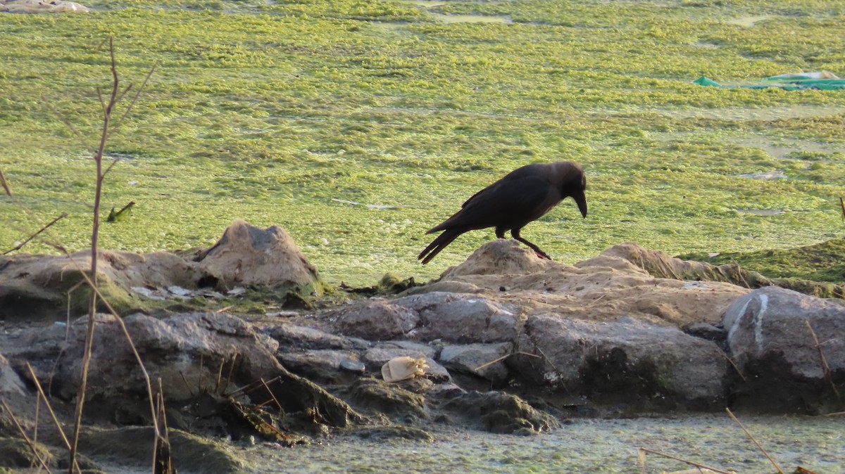 House Crow - ML635955268