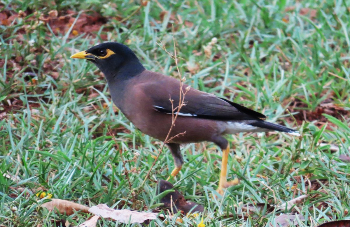 Common Myna - ML635955300