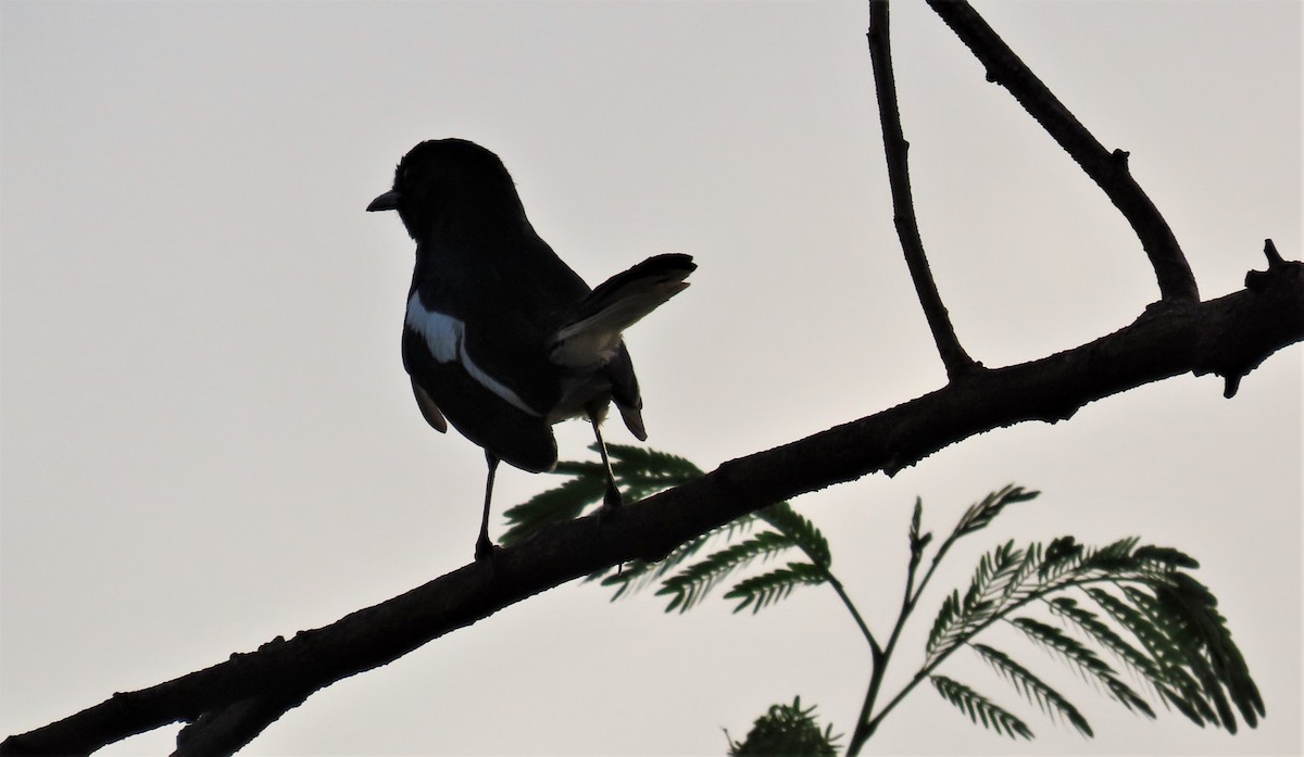 Oriental Magpie-Robin - ML635955331