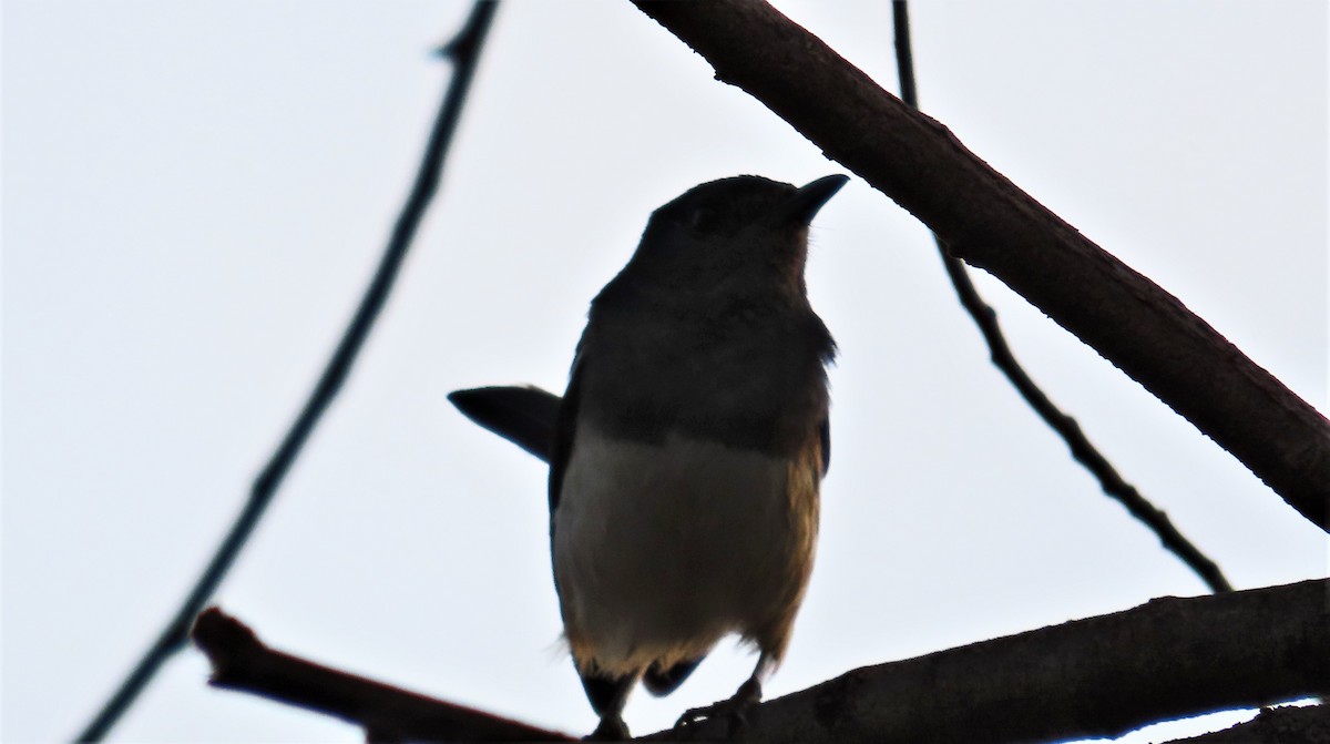 Oriental Magpie-Robin - ML635955332