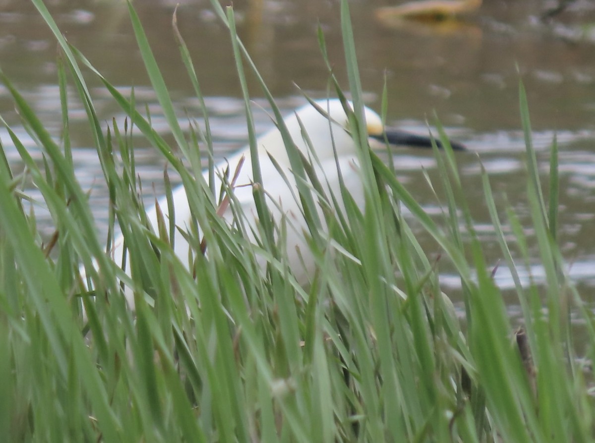 Snowy Egret - ML635955361