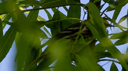 Black-throated Green Warbler - ML635955482