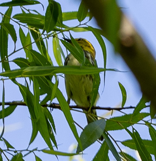 Black-throated Green Warbler - ML635955483