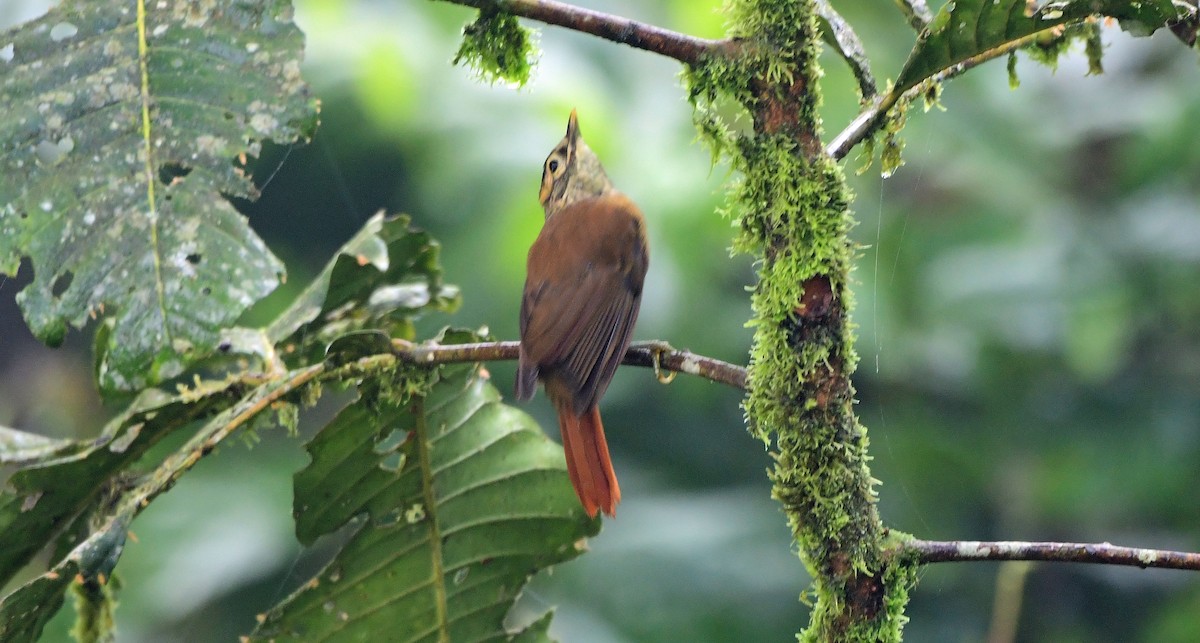 Scaly-throated Foliage-gleaner - ML635955514