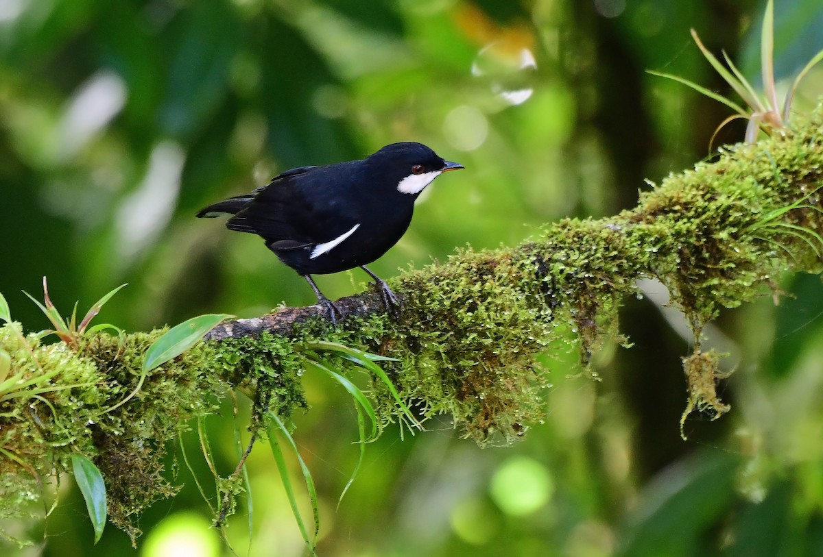 Black Solitaire - ML635955624