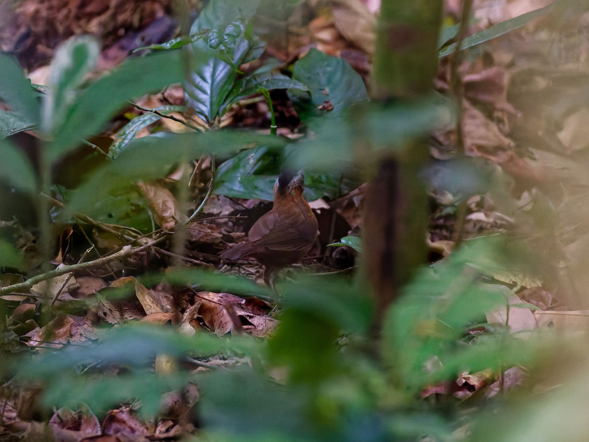 Malayan Black-capped Babbler - ML635955633