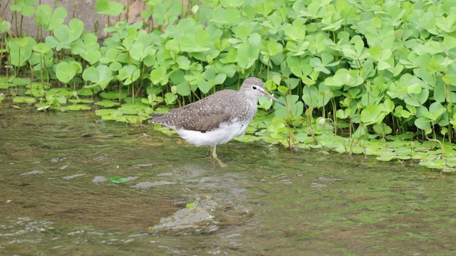 Green Sandpiper - ML635955634
