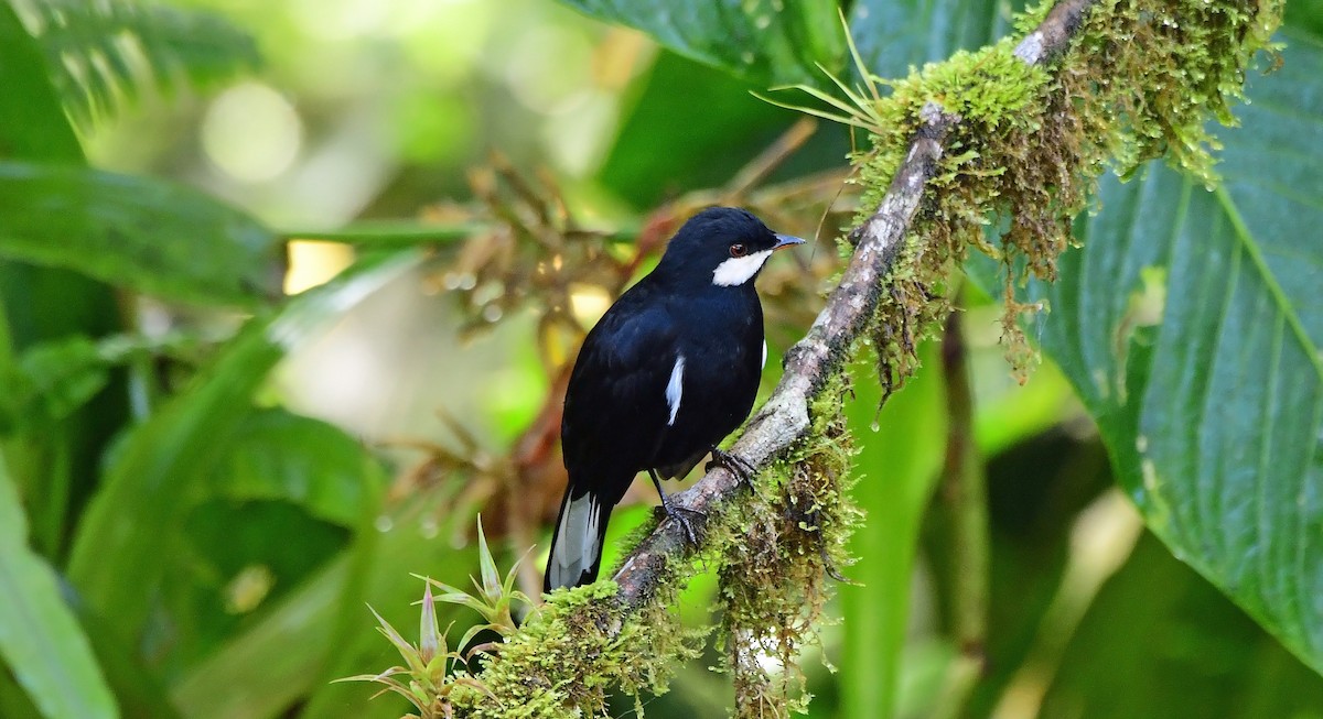Black Solitaire - ML635955636