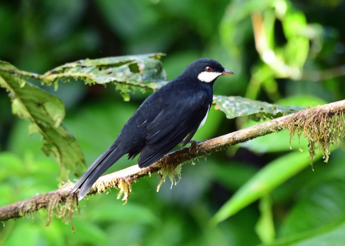 Black Solitaire - ML635955652