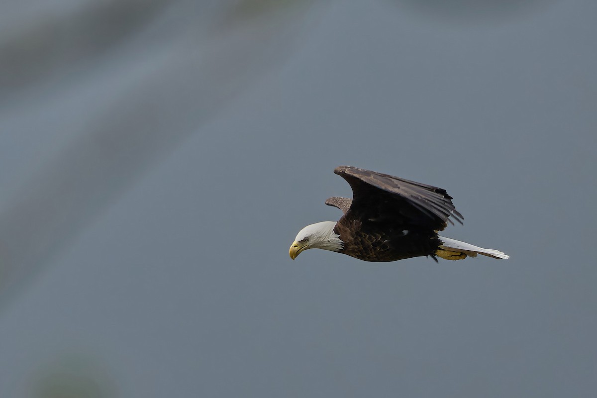 Bald Eagle - ML635955653