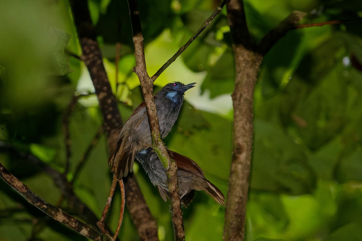 Chestnut-winged Babbler - ML635955703