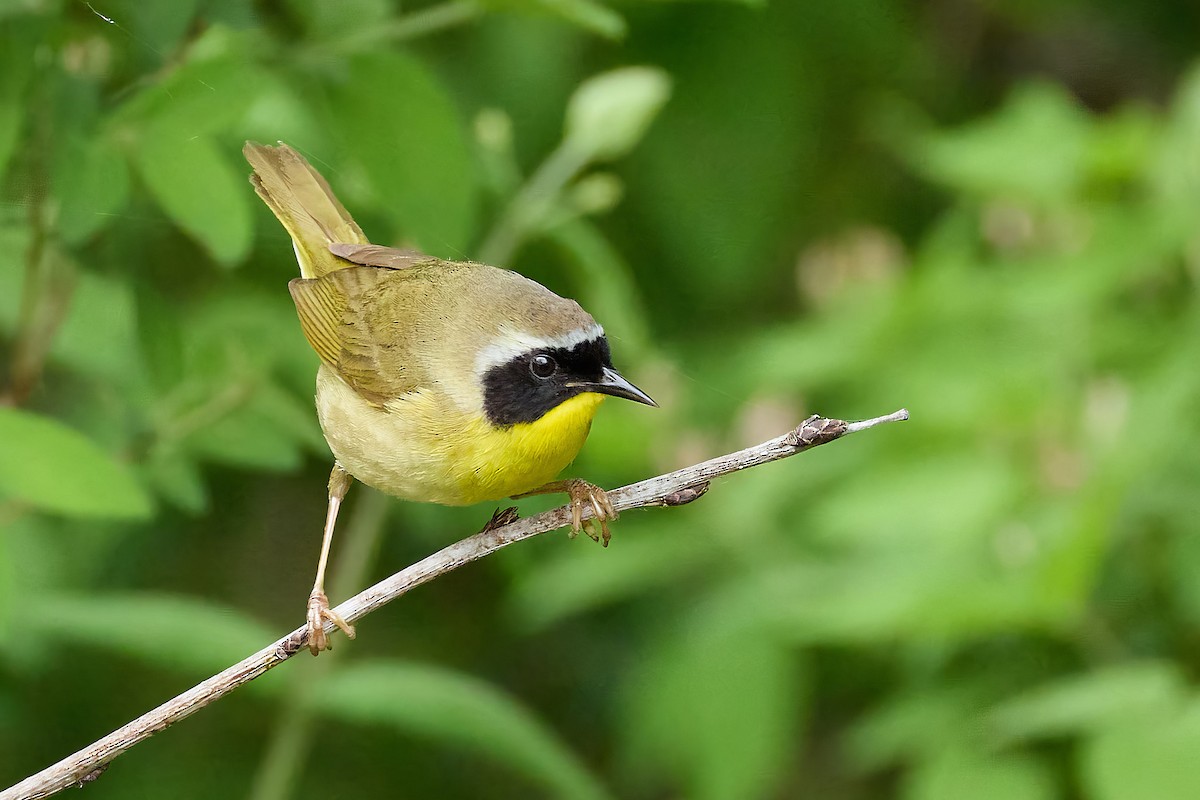 Common Yellowthroat - ML635955717