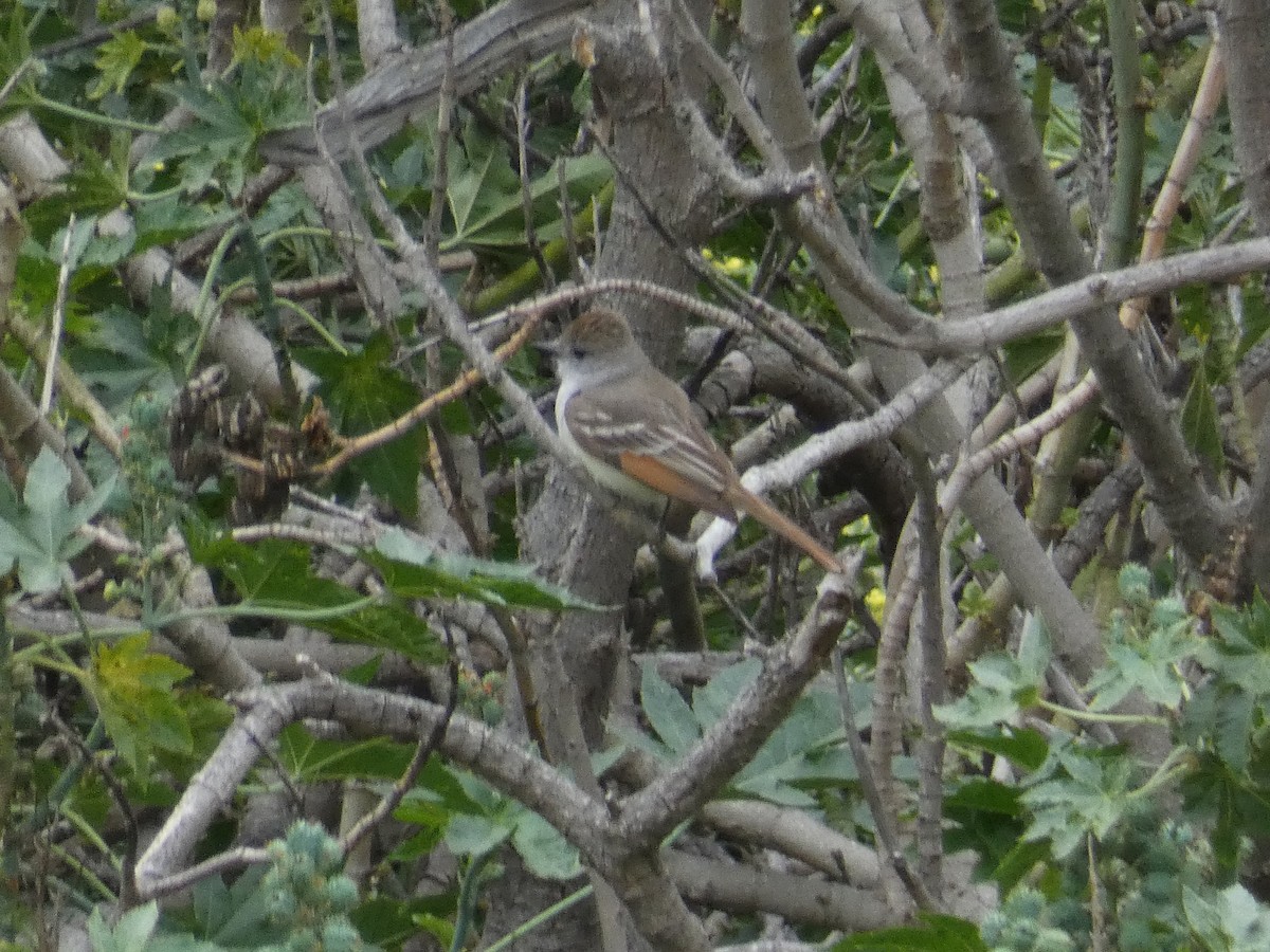 Ash-throated Flycatcher - ML635955720