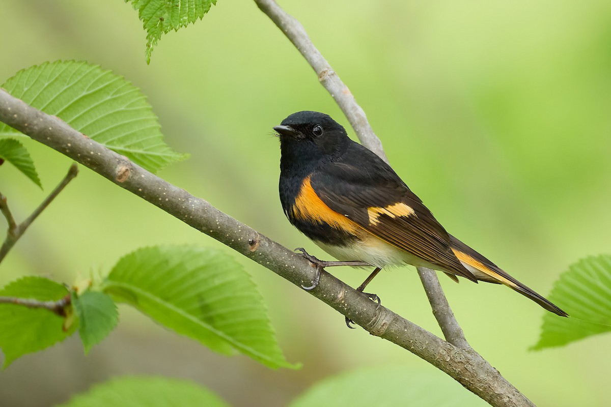 American Redstart - ML635955724