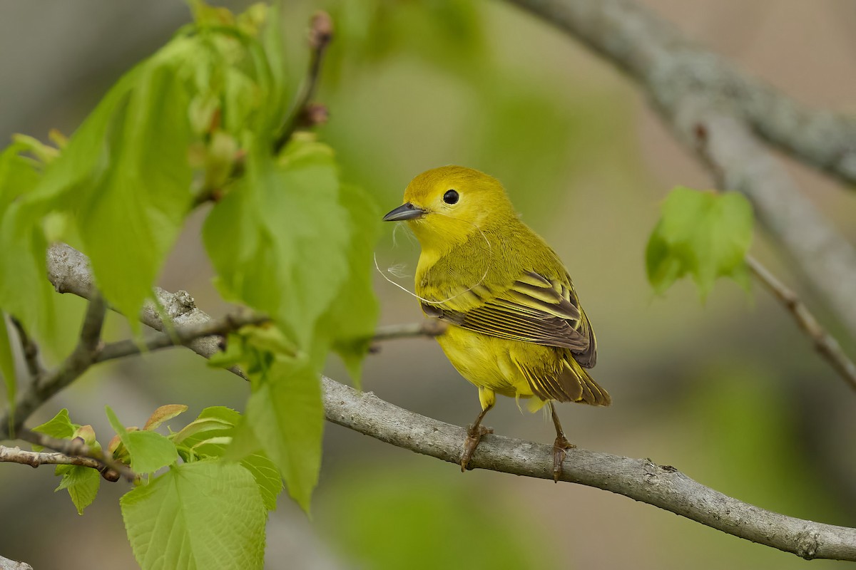 Northern Yellow Warbler - ML635955737