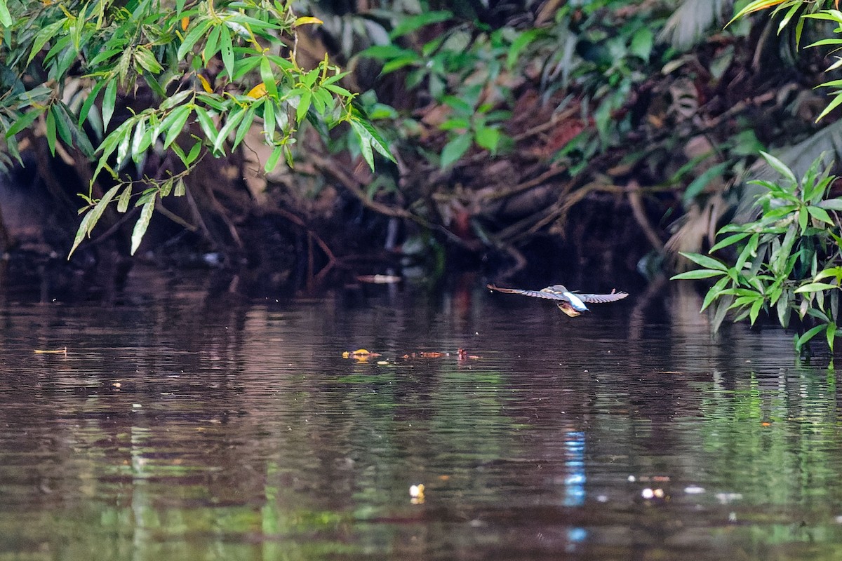 Malaysian Blue-banded Kingfisher - ML635955742