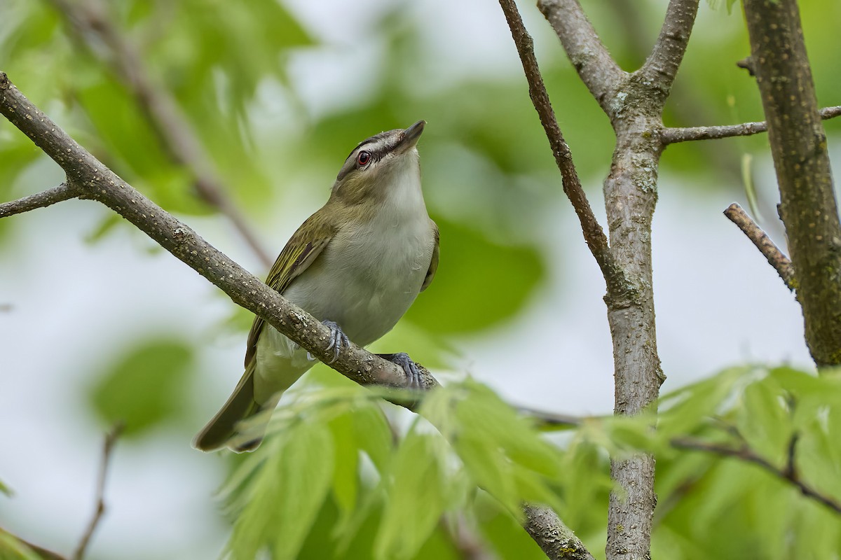 Red-eyed Vireo - ML635955808