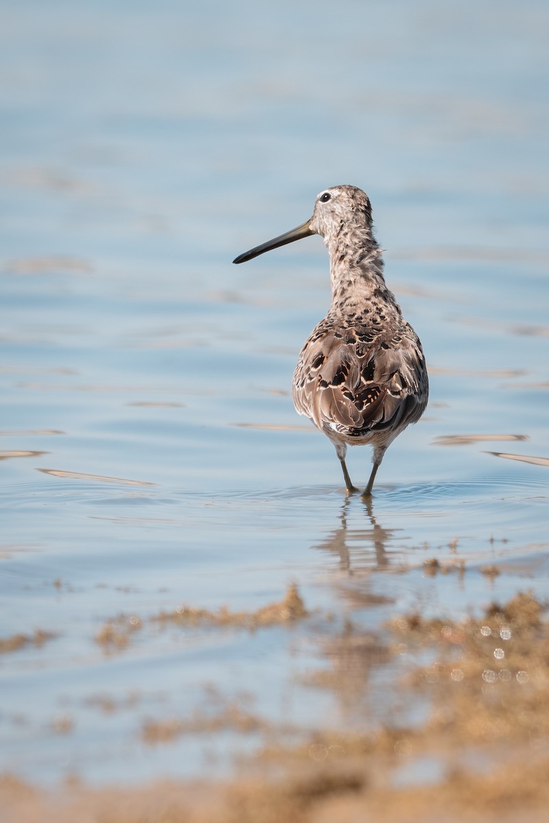 Long-billed Dowitcher - ML635955816
