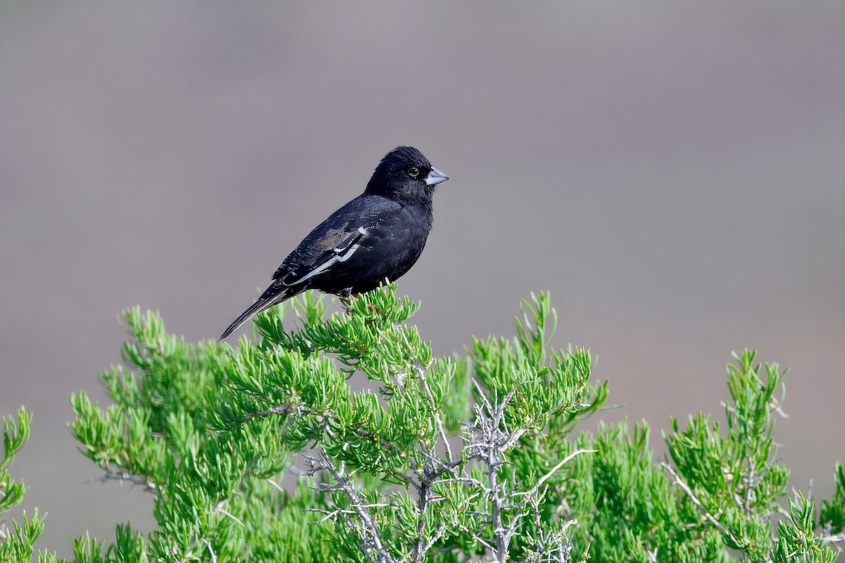 Lark Bunting - ML635955829