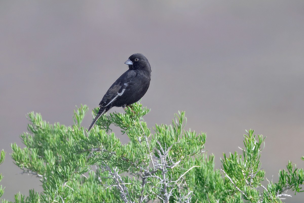 Lark Bunting - ML635955832