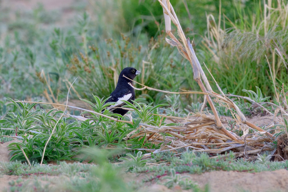 Lark Bunting - ML635955836
