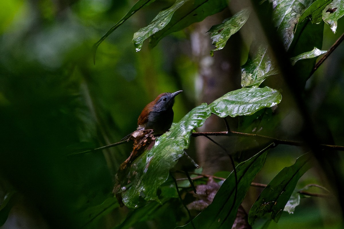 Chestnut-winged Babbler - ML635955846