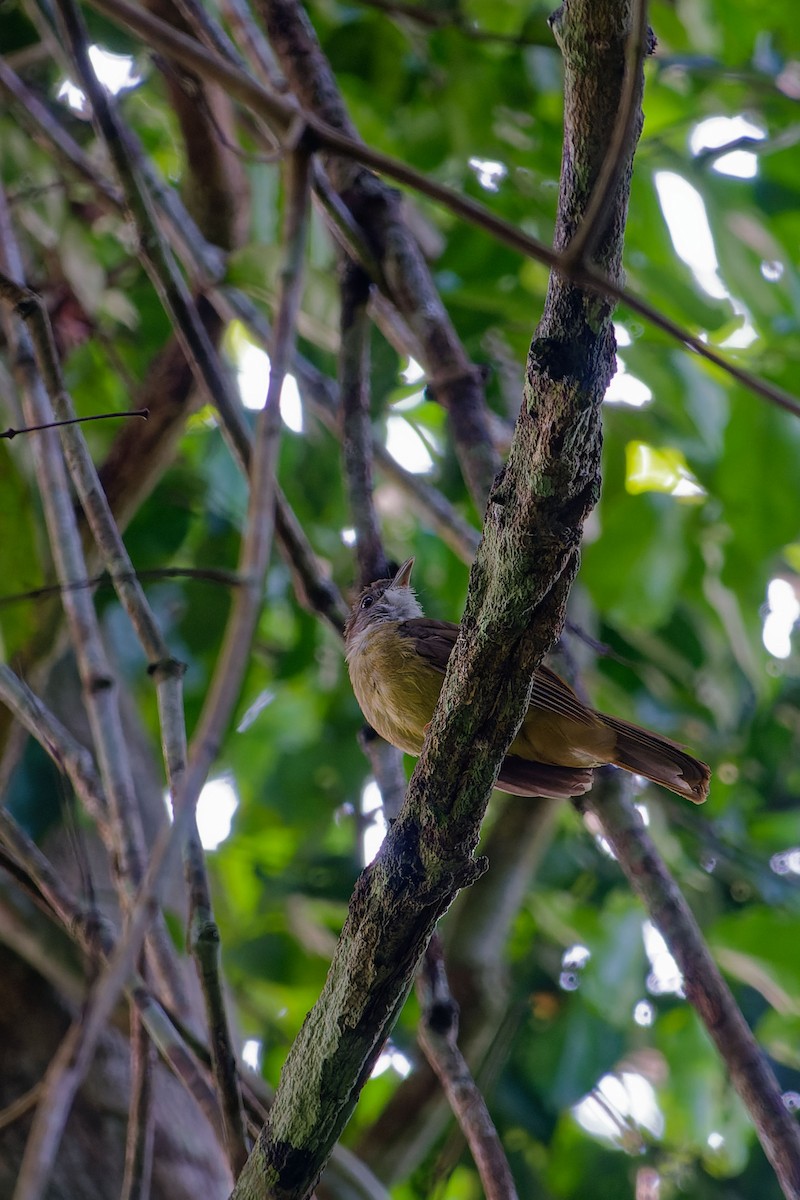 Gray-cheeked Bulbul - ML635955853