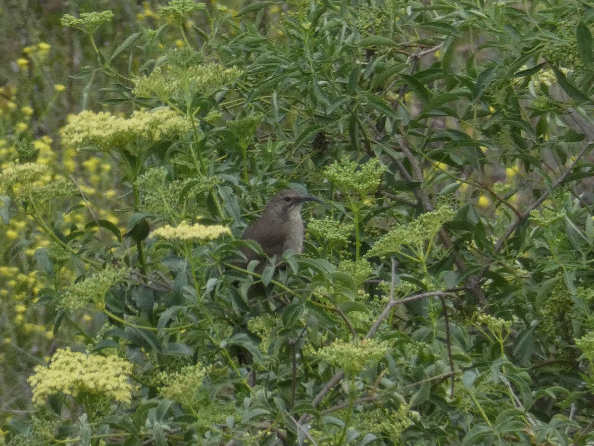California Thrasher - ML635955912