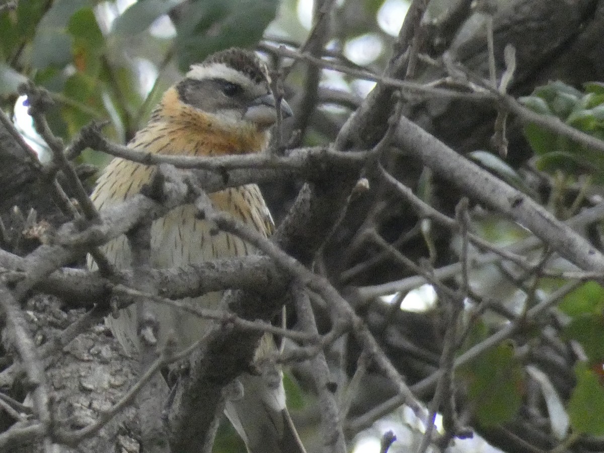 Black-headed Grosbeak - ML635955963