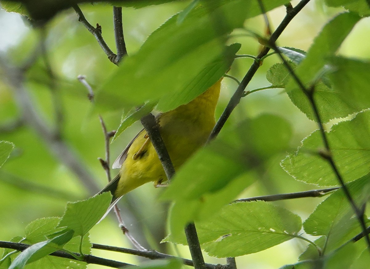 Wilson's Warbler - ML635956041