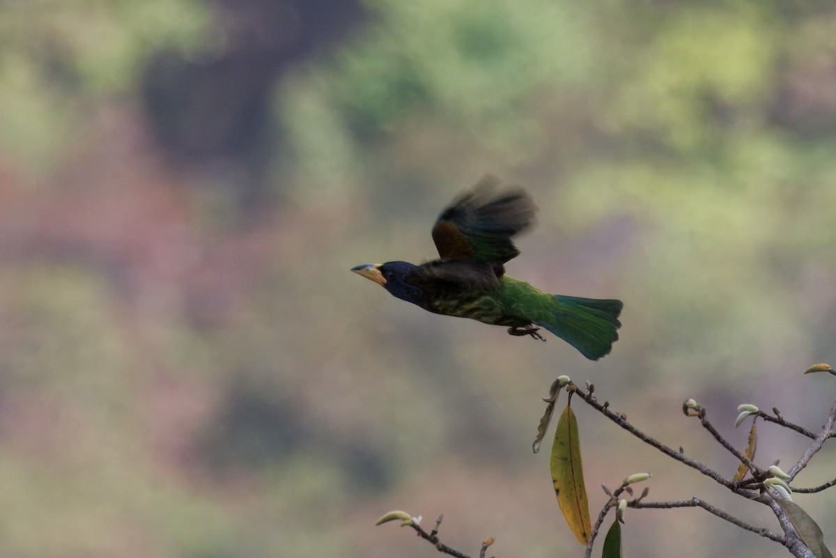 Great Barbet - ML635956101
