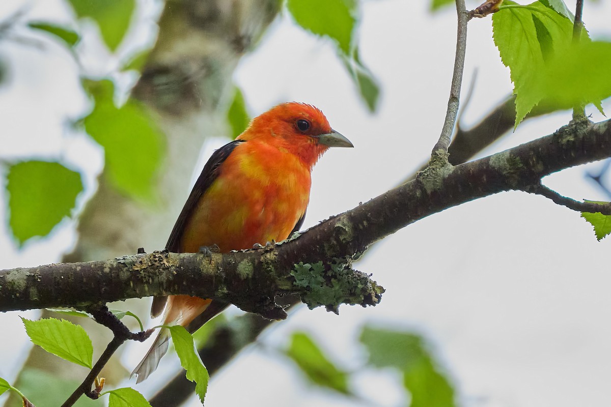 Scarlet Tanager - ML635956111