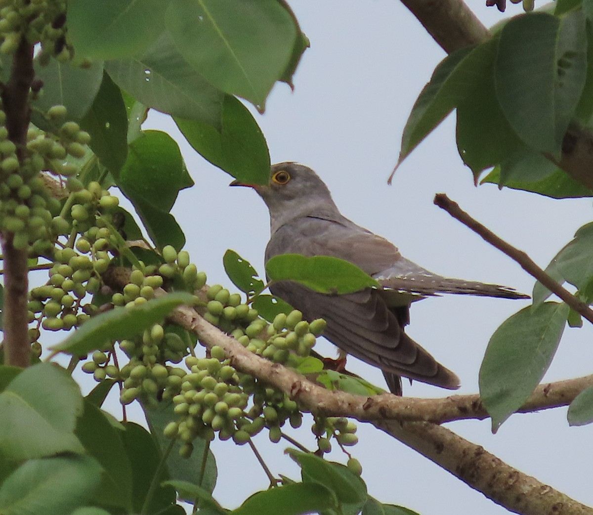 African Cuckoo - ML635956147