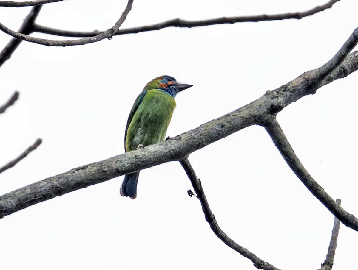 Blue-eared Barbet - ML635956162
