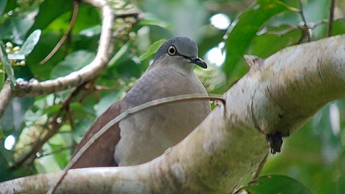 Gray-headed Dove - ML635956206