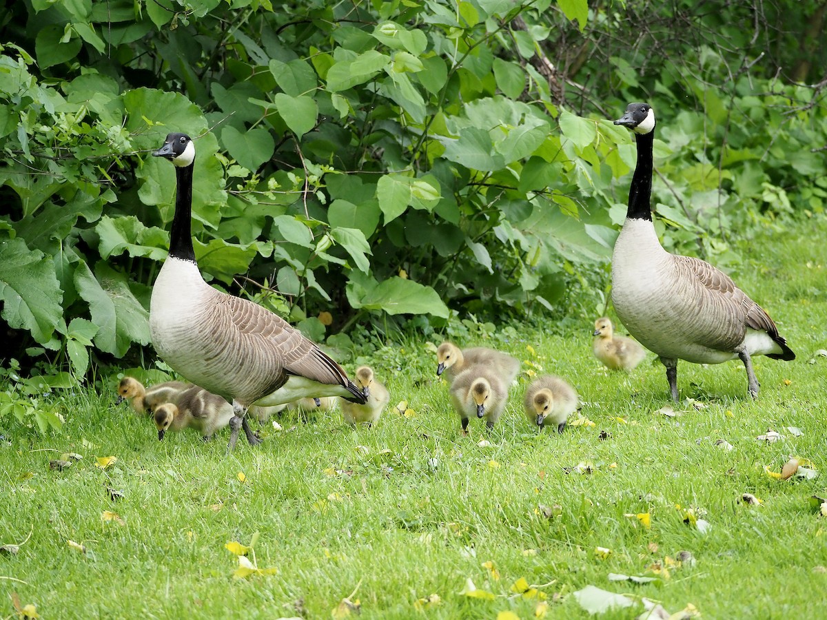 Canada Goose (canadensis Group) - ML635956233
