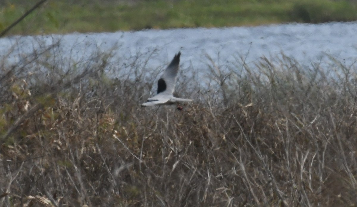 luněc americký - ML635956367