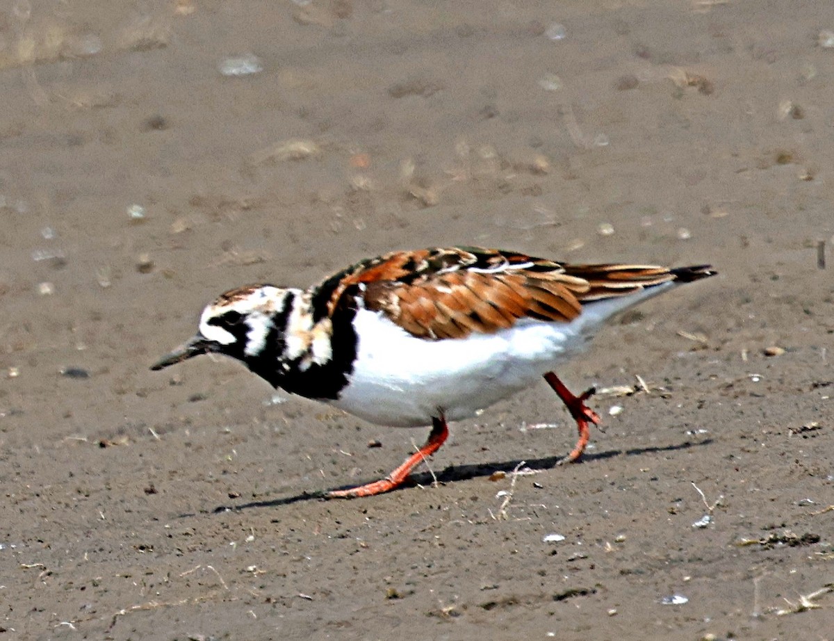 kamenáček pestrý - ML635956379