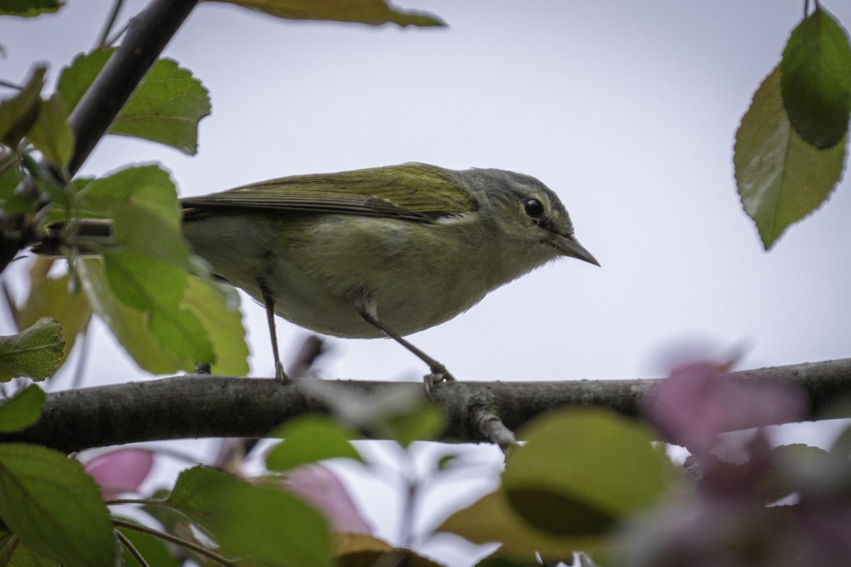 Tennessee Warbler - ML635956397