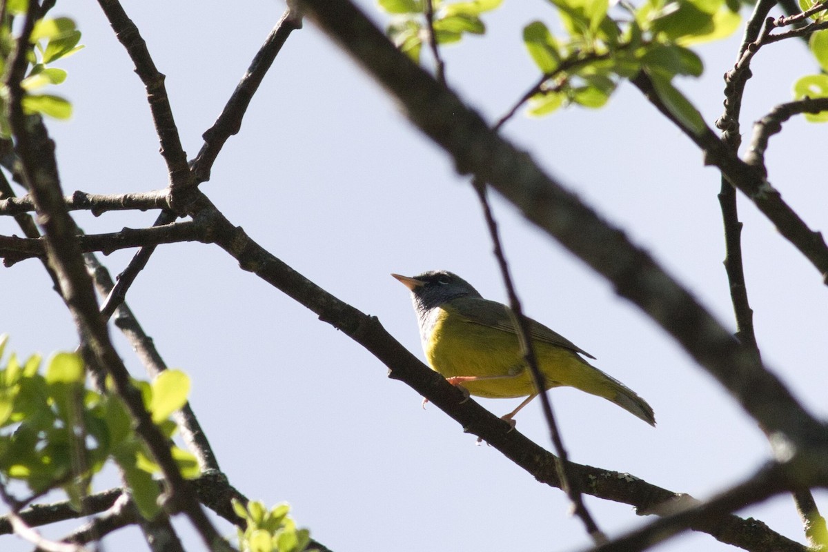 MacGillivray's Warbler - ML635956433