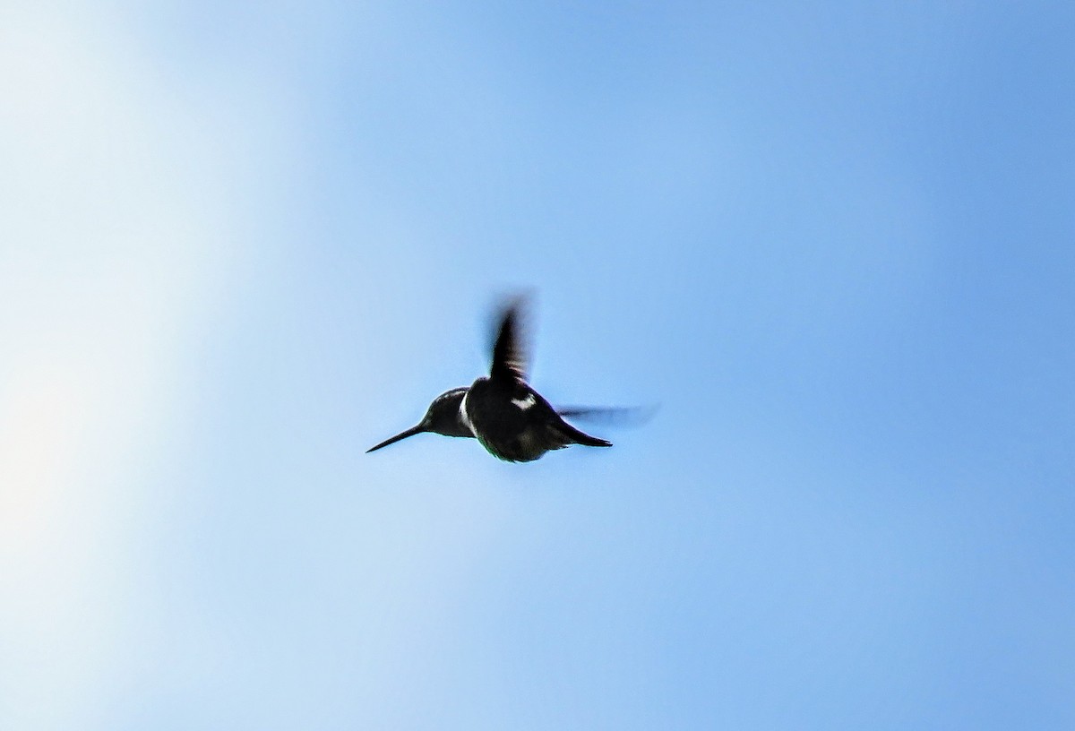 White-bellied Woodstar - ML635956528