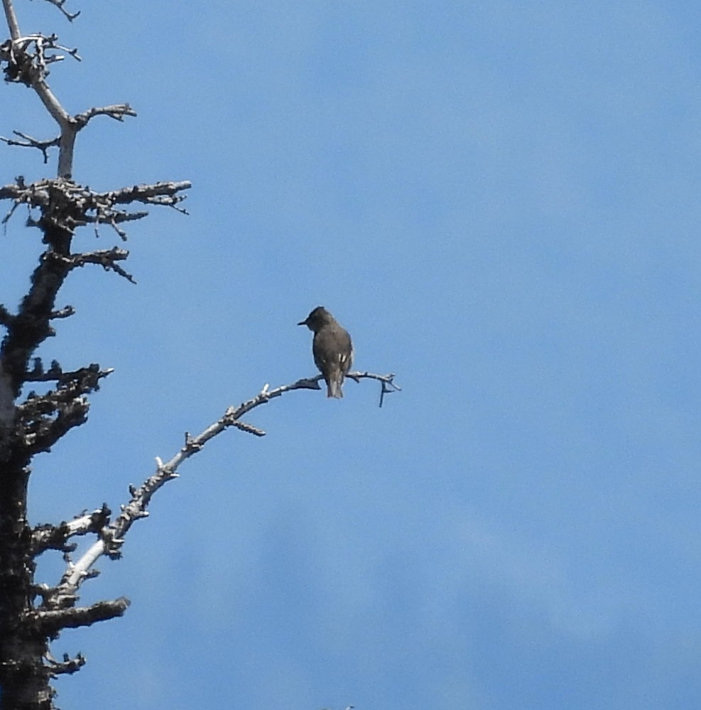 Olive-sided Flycatcher - ML635956548